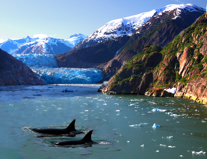 Alaska_Whale_2 Alaska view with orcas
