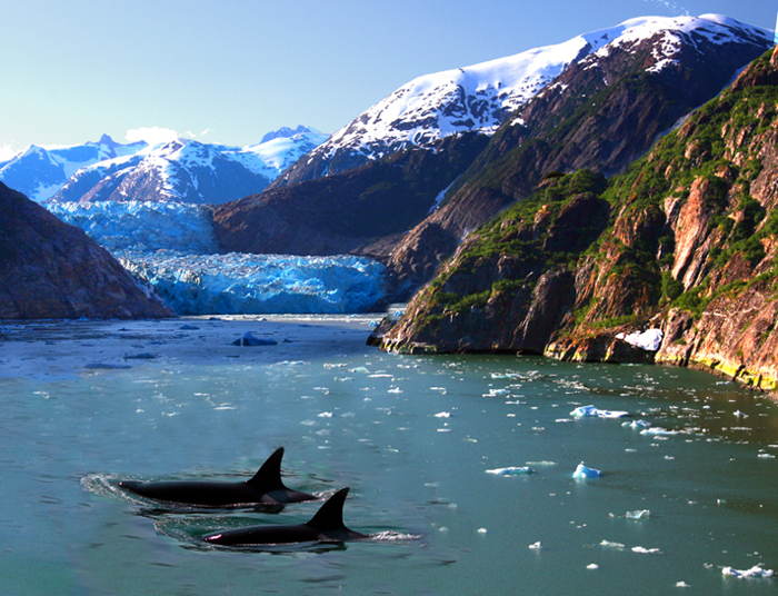 Alaska view with orcas