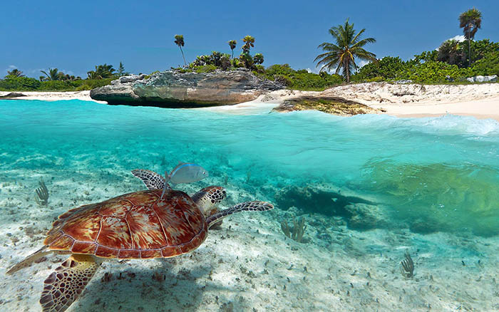 Playa de Carmen sea turtles