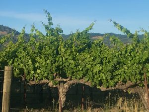 Grapevines along Hwy 29 in the Napa Valley region