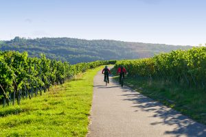 mountain biking through a vineyard