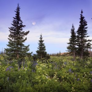 Moon at dawn in a wildflower meadow at Cedar Breaks National Monument, Utah